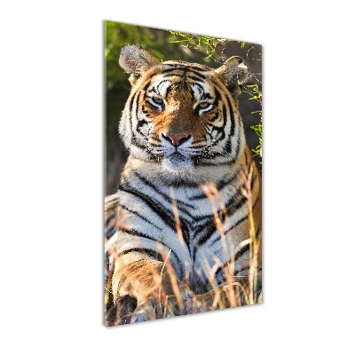 Acrylic print Tiger