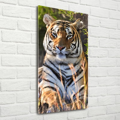 Acrylic print Tiger