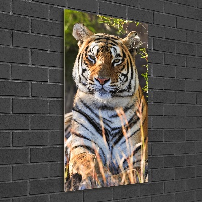 Acrylic print Tiger