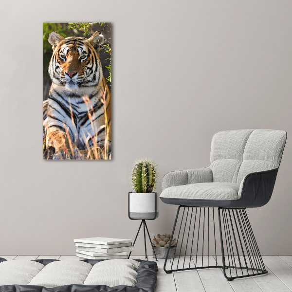 Acrylic print Tiger