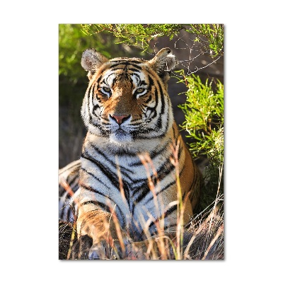 Acrylic print Tiger