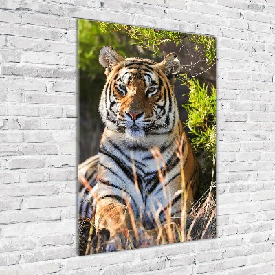 Acrylic print Tiger