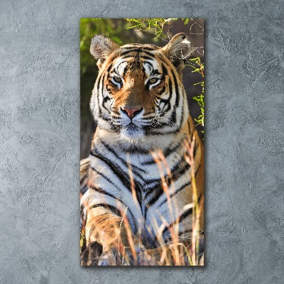 Acrylic print Tiger