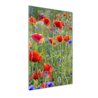 Print on acrylic Field poppies