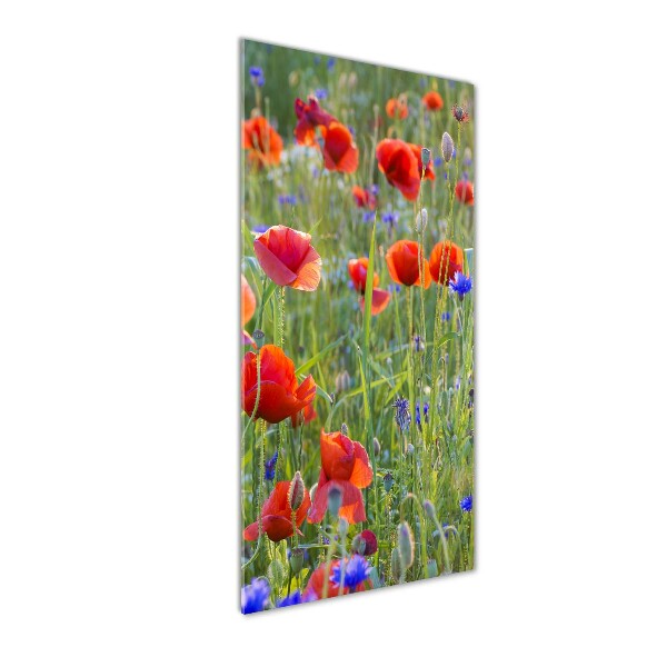 Print on acrylic Field poppies