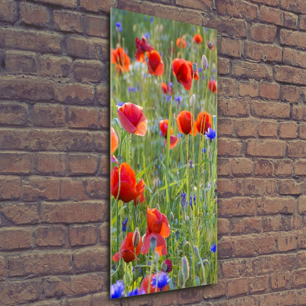 Print on acrylic Field poppies