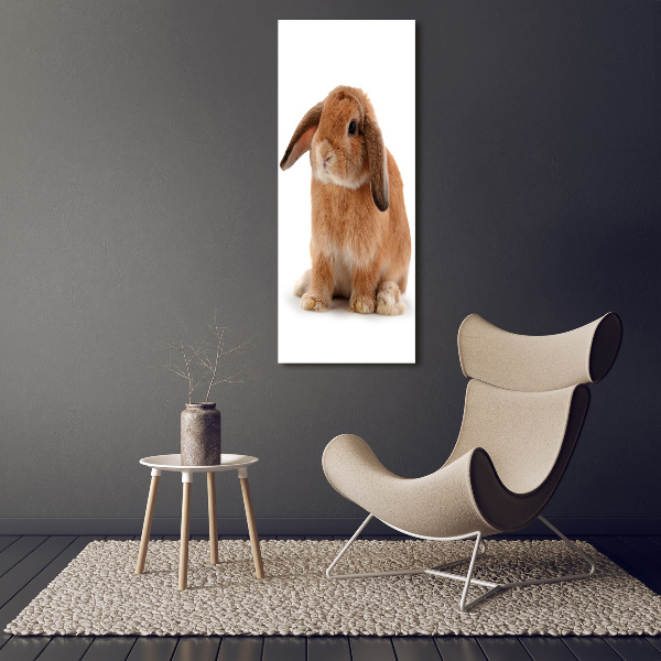 Acrylic print Rabbit