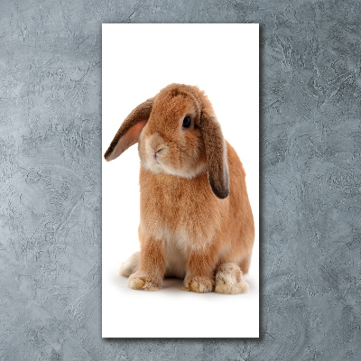 Acrylic print Rabbit