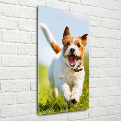 Print on acrylic glass Jack Russell dog