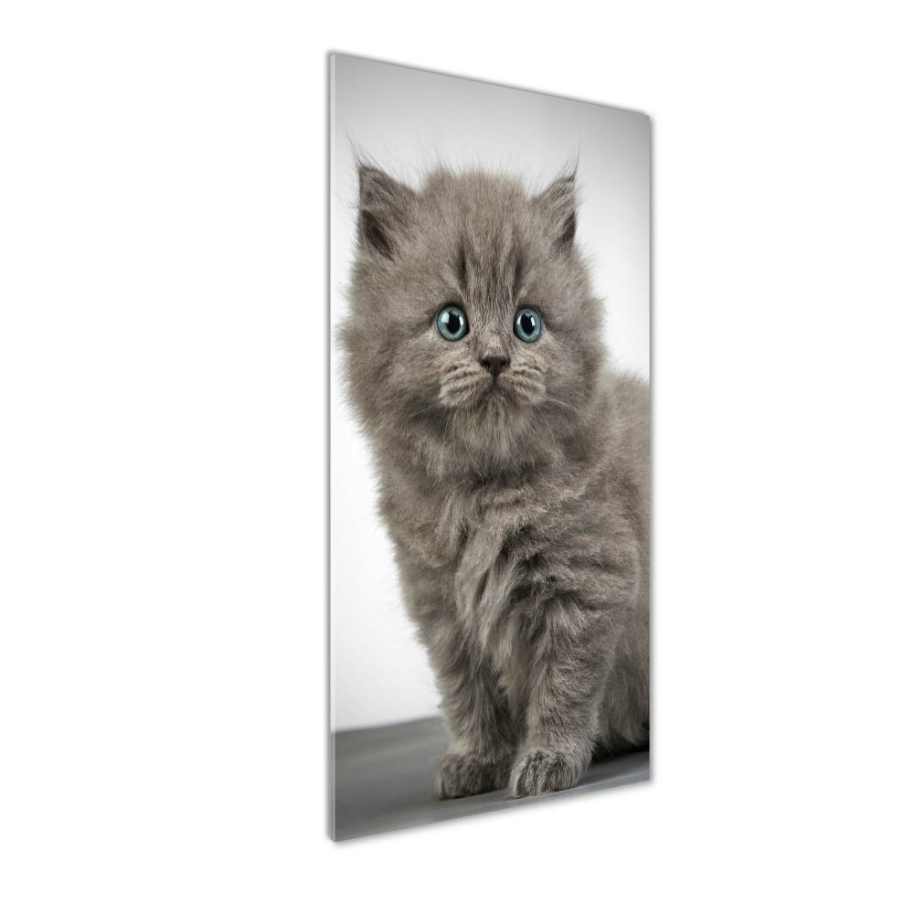 Print on acrylic glass Gray British cat