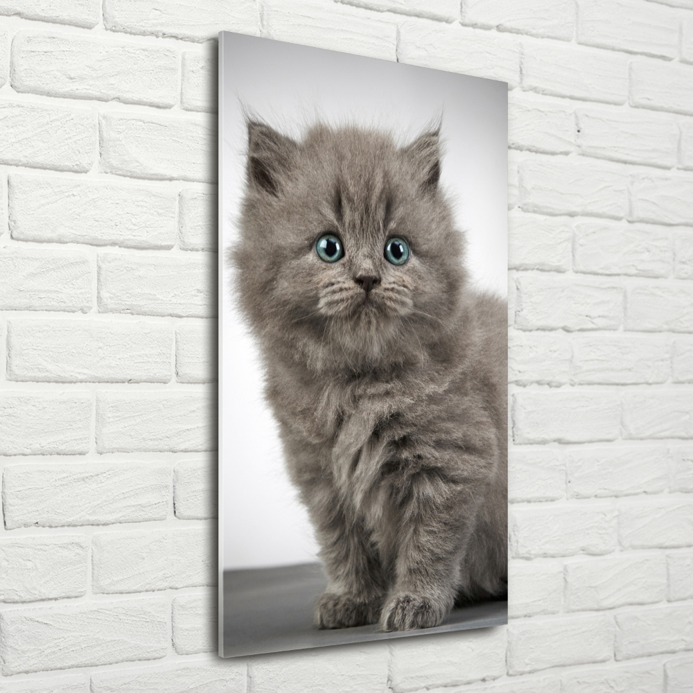 Print on acrylic glass Gray British cat