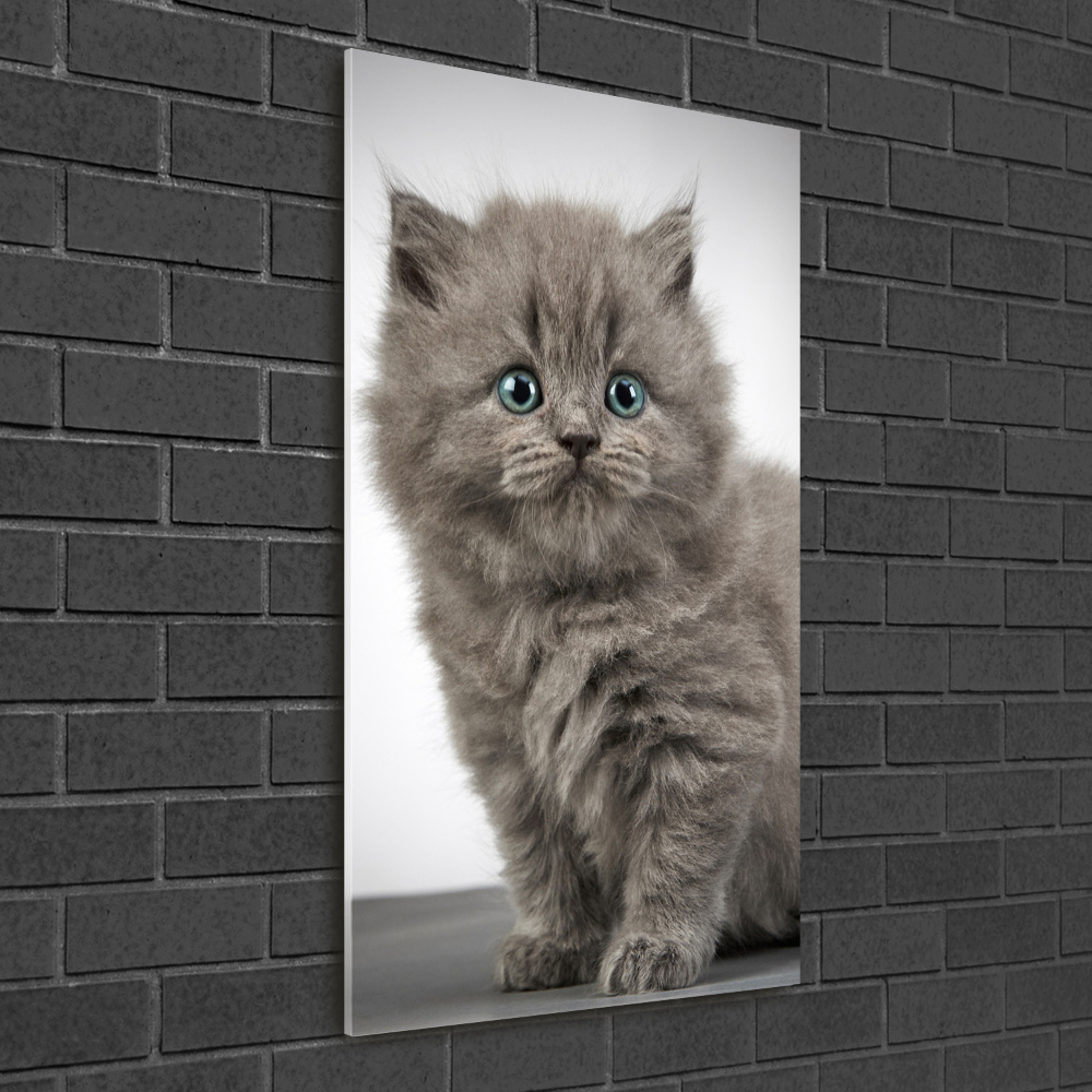 Print on acrylic glass Gray British cat