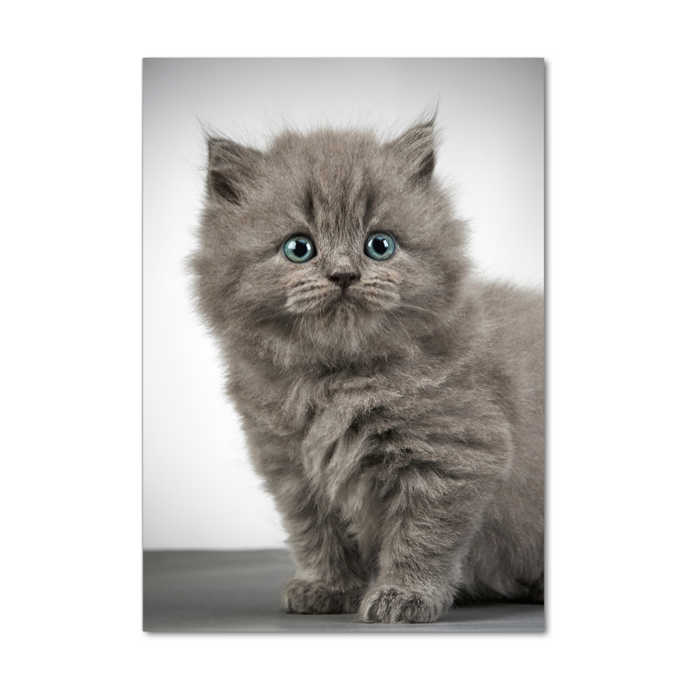 Print on acrylic glass Gray British cat