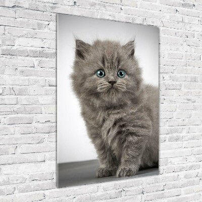 Print on acrylic glass Gray British cat