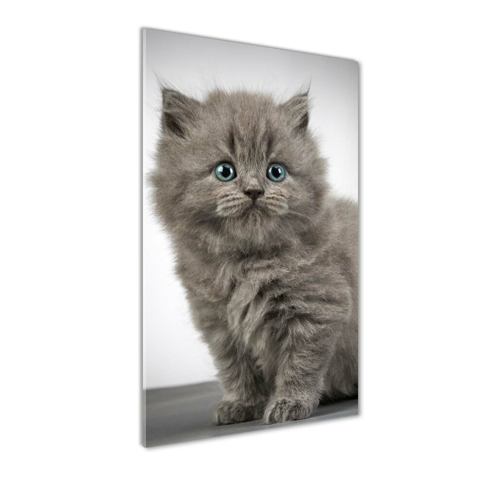 Print on acrylic glass Gray British cat