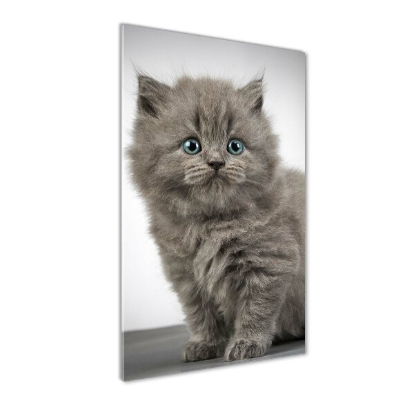 Print on acrylic glass Gray British cat