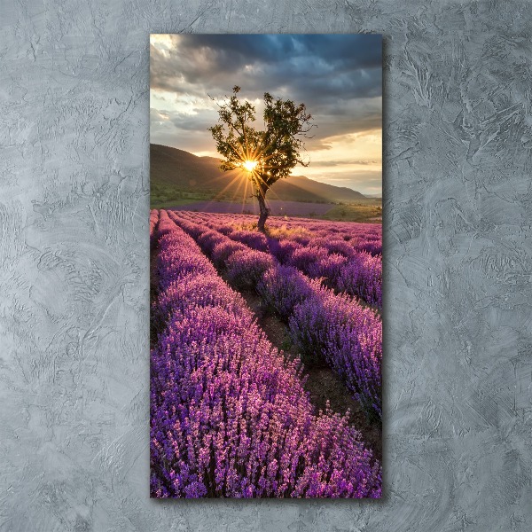 Acrylic wall art Lavender field