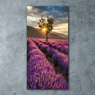 Acrylic wall art Lavender field