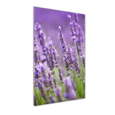 Print on acrylic Lavender field