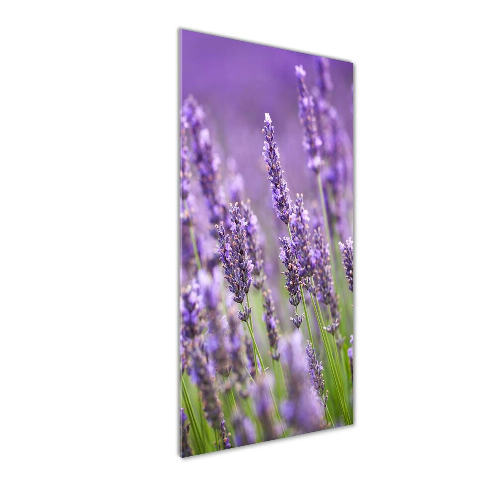 Print on acrylic Lavender field