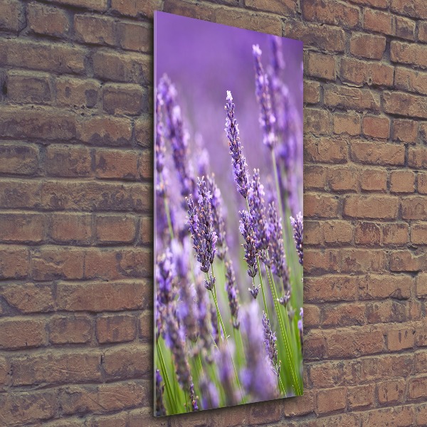 Print on acrylic Lavender field