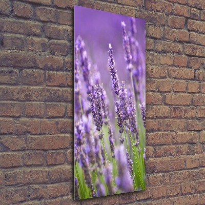 Print on acrylic Lavender field