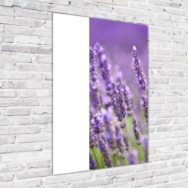 Print on acrylic Lavender field