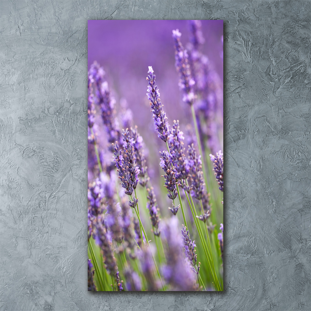 Print on acrylic Lavender field