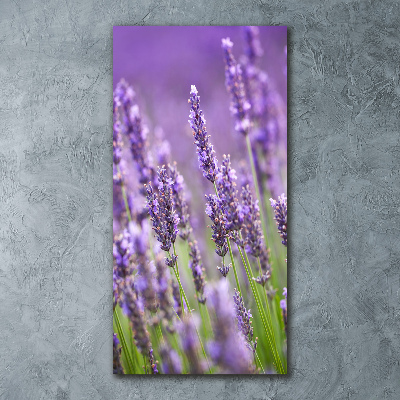 Print on acrylic Lavender field