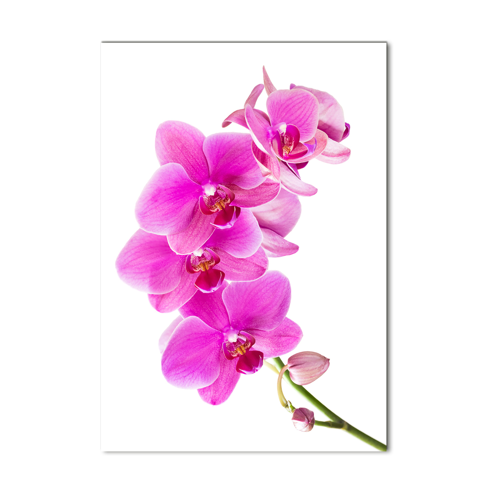 Wall art acrylic Pink orchid