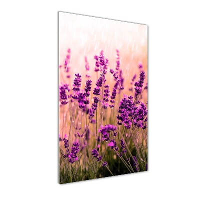 Print on acrylic Lavender field