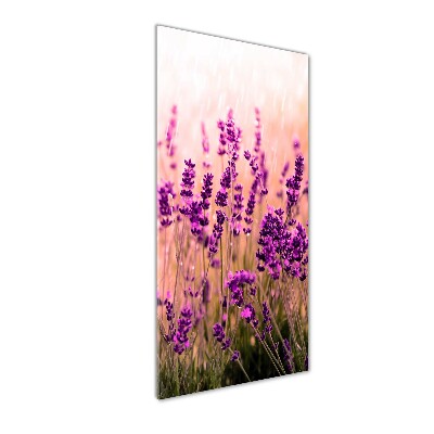 Print on acrylic Lavender field