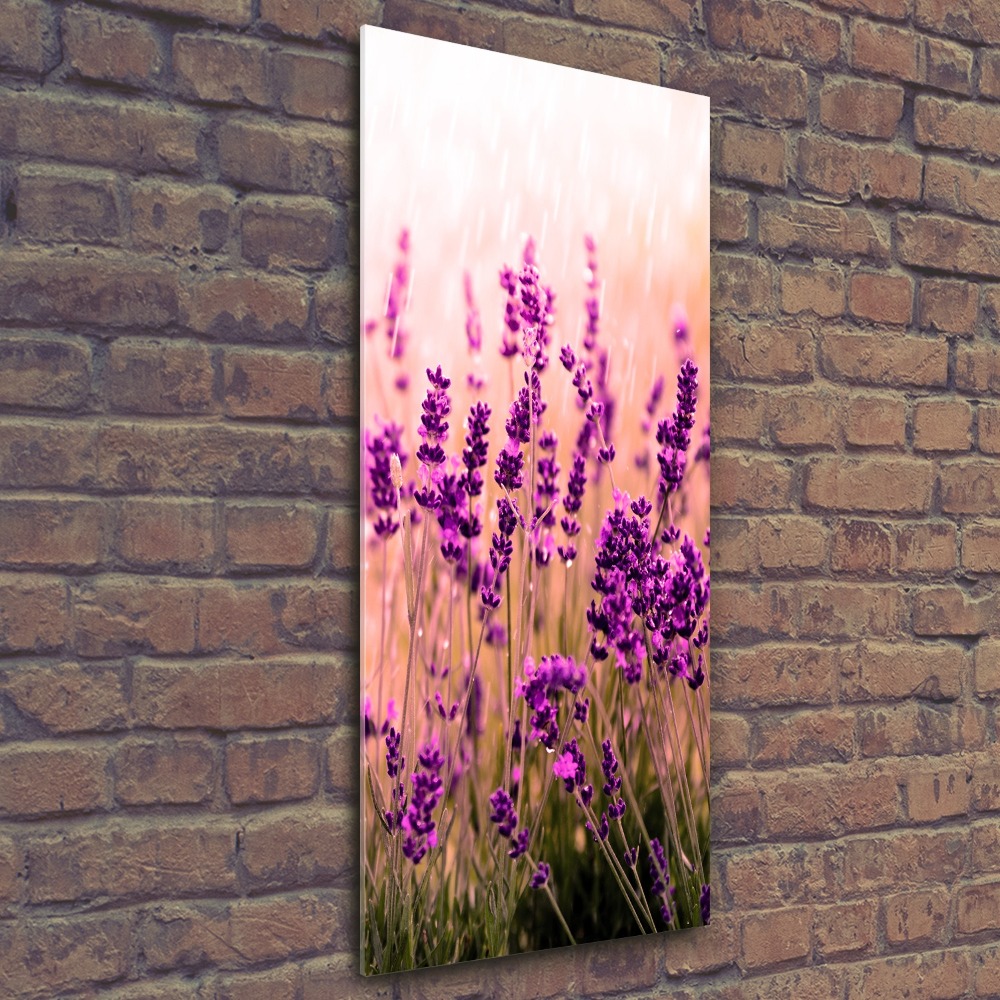 Print on acrylic Lavender field