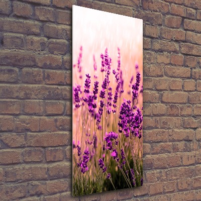 Print on acrylic Lavender field