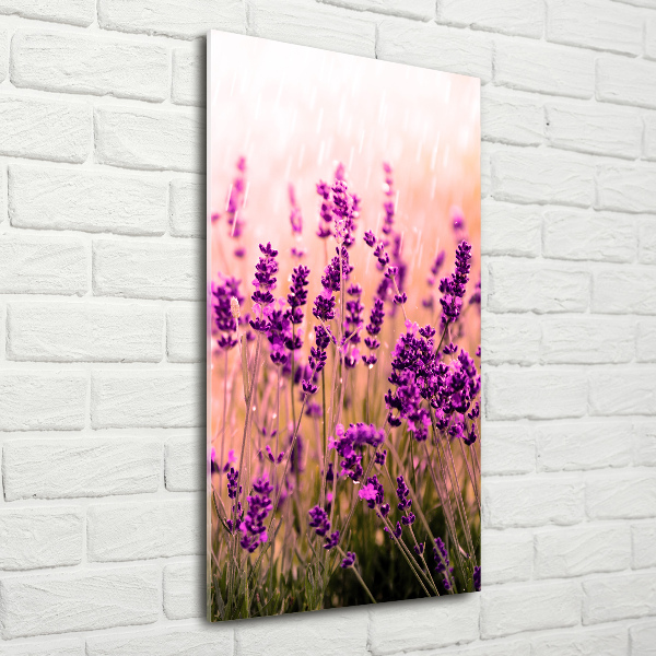 Print on acrylic Lavender field