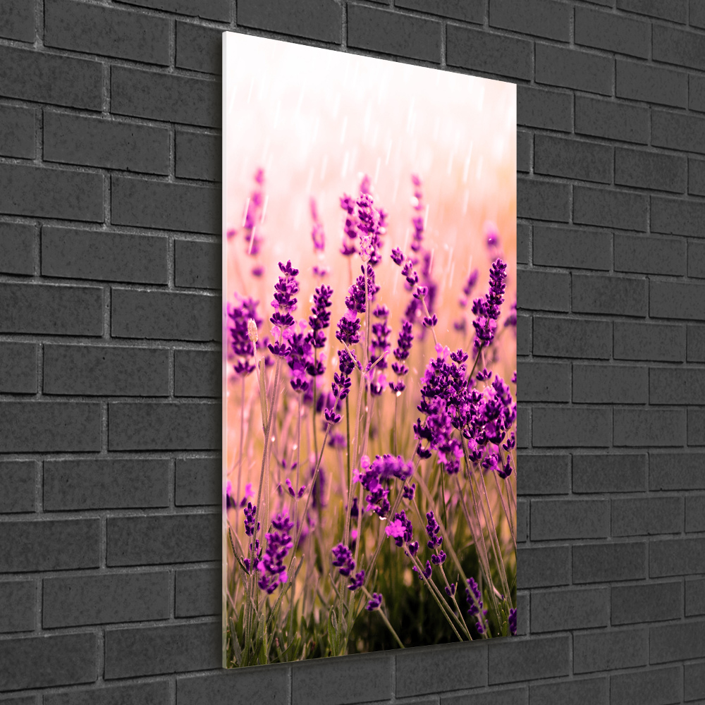 Print on acrylic Lavender field