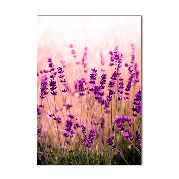 Print on acrylic Lavender field