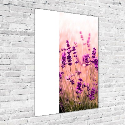 Print on acrylic Lavender field