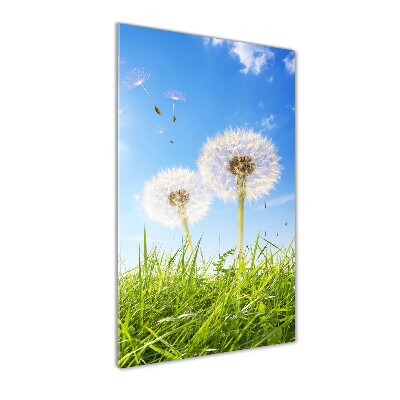 Print on acrylic Dandelion in the meadow