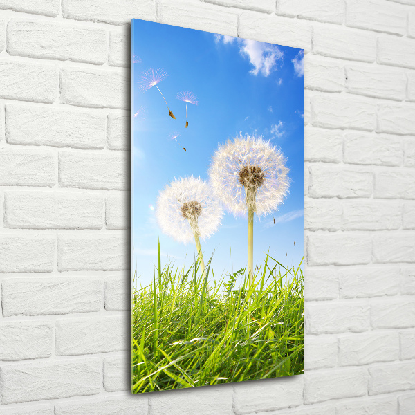 Print on acrylic Dandelion in the meadow