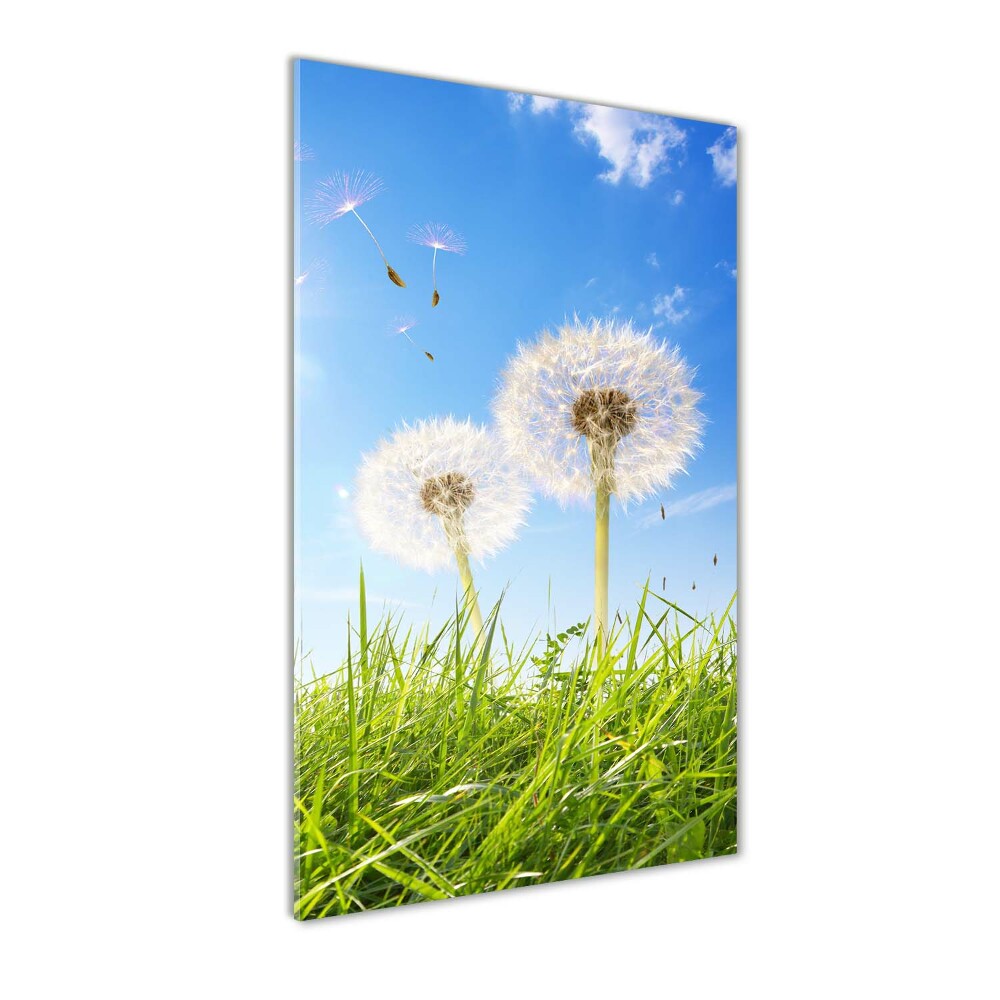 Print on acrylic Dandelion in the meadow