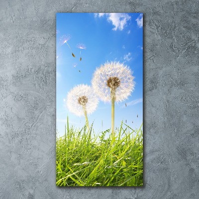 Print on acrylic Dandelion in the meadow