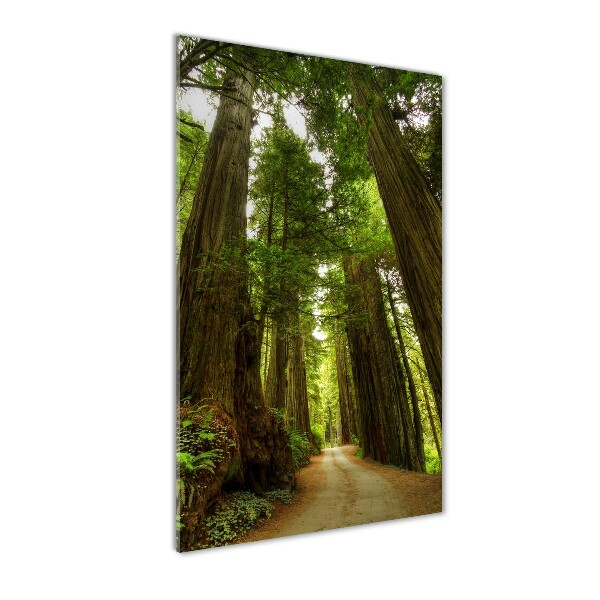 Acrylic wall art Path in the forest