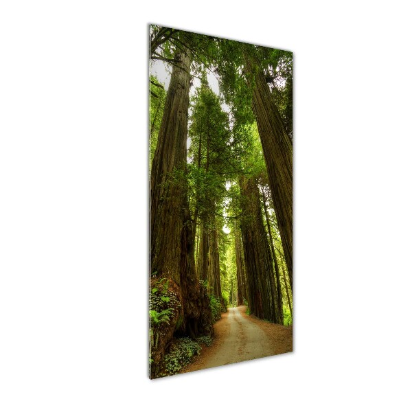 Acrylic wall art Path in the forest