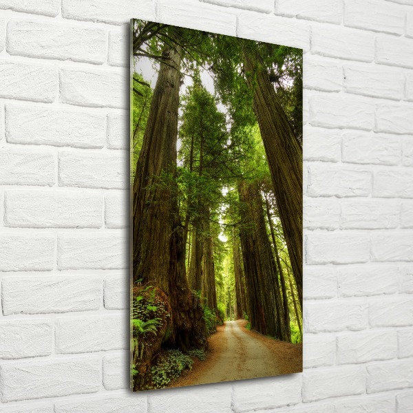 Acrylic wall art Path in the forest