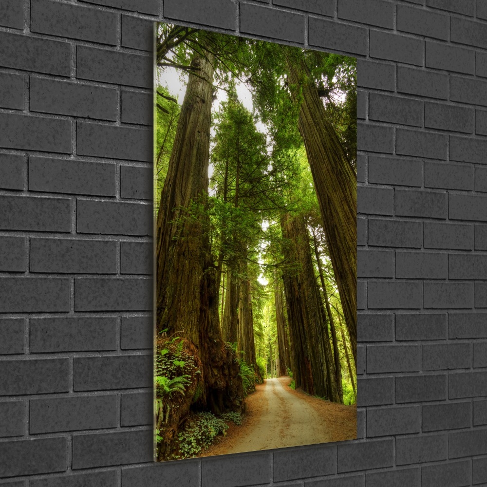 Acrylic wall art Path in the forest