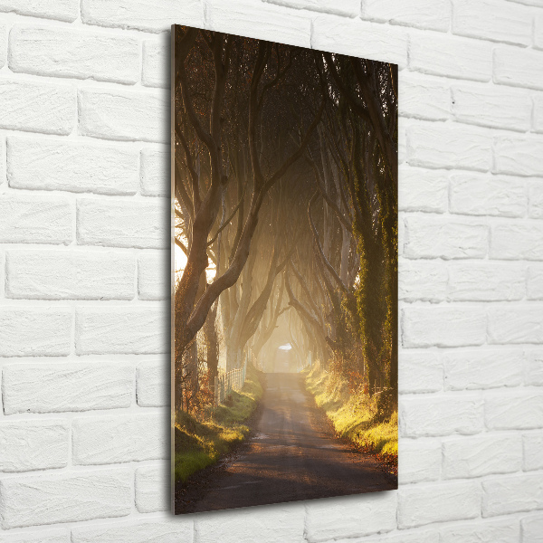 Print on acrylic Path in the forest