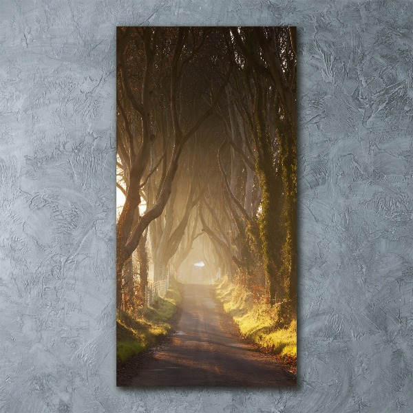 Print on acrylic Path in the forest