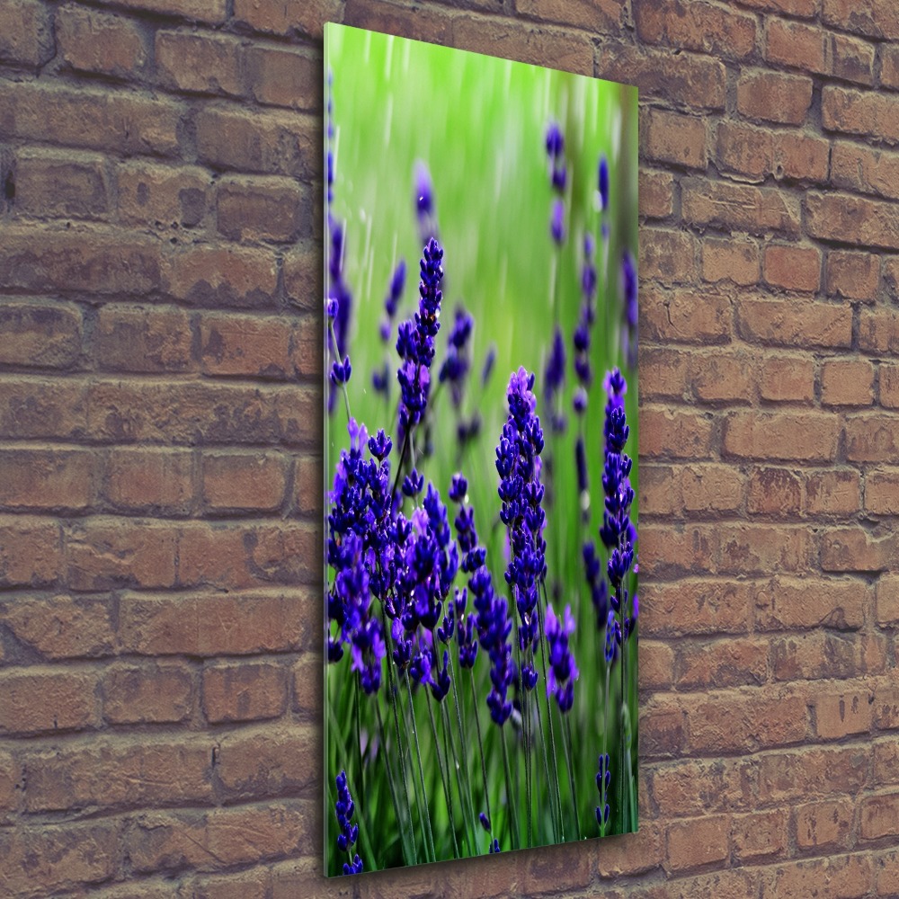 Acrylic wall art Lavender field