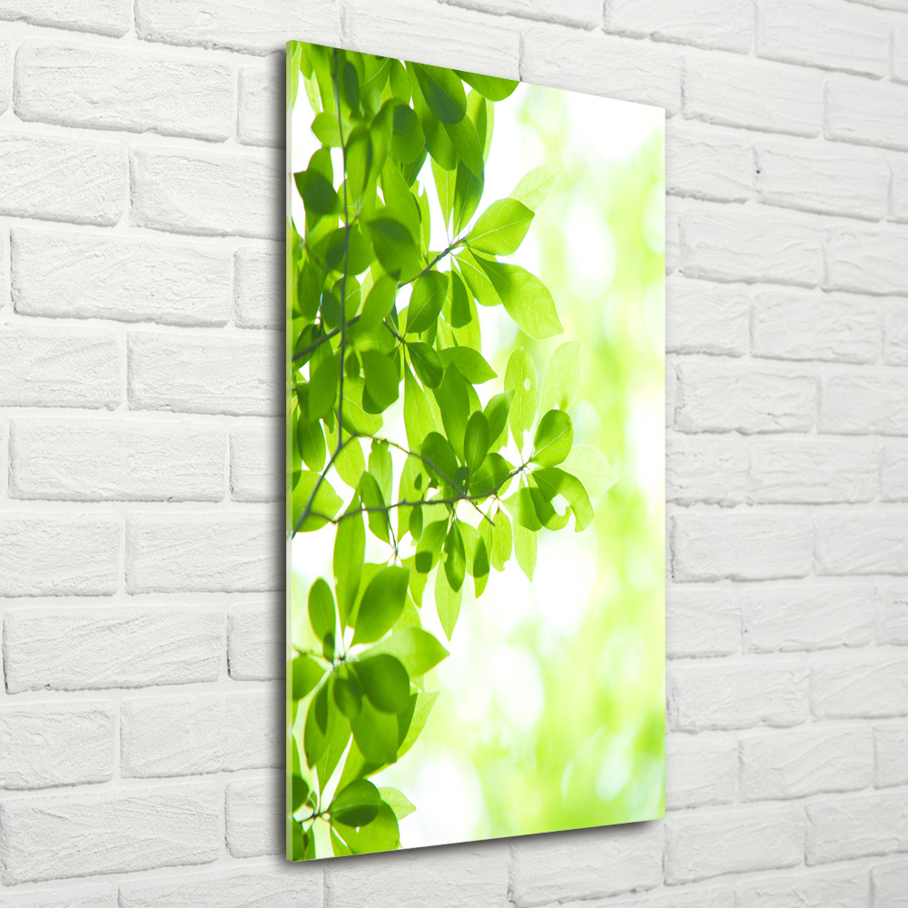 Print on acrylic Green leaves